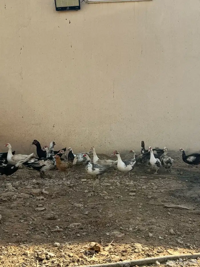 بط شهرمان او مسكوفي 4