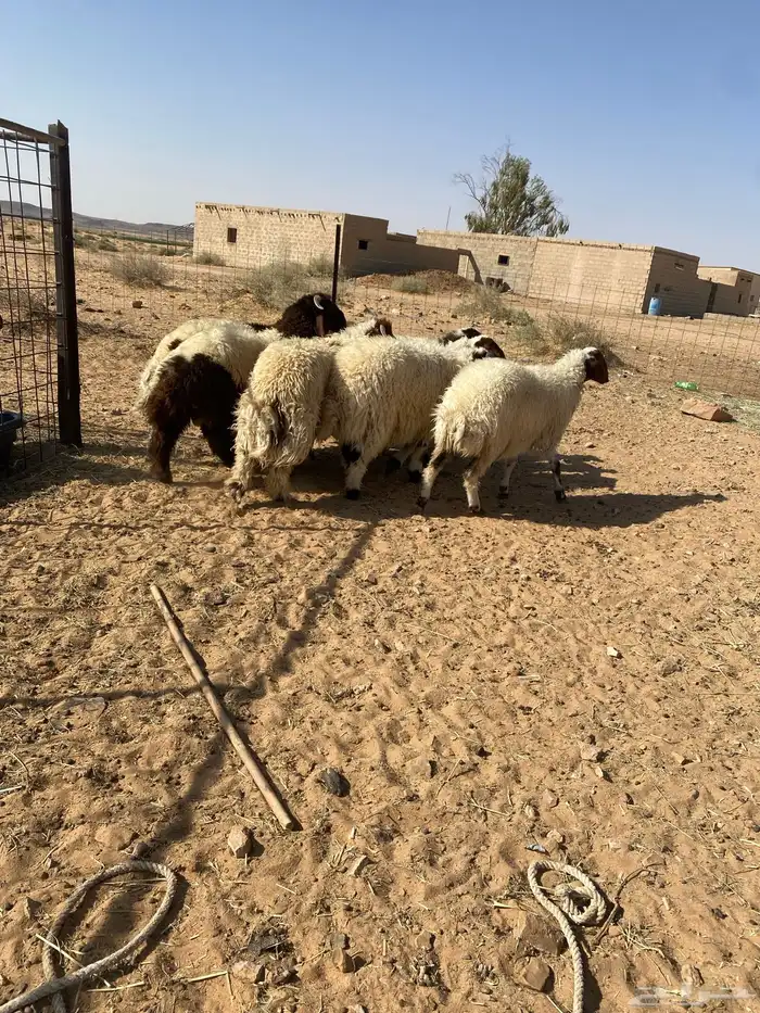 بهم نعيم جبر فواخر 6