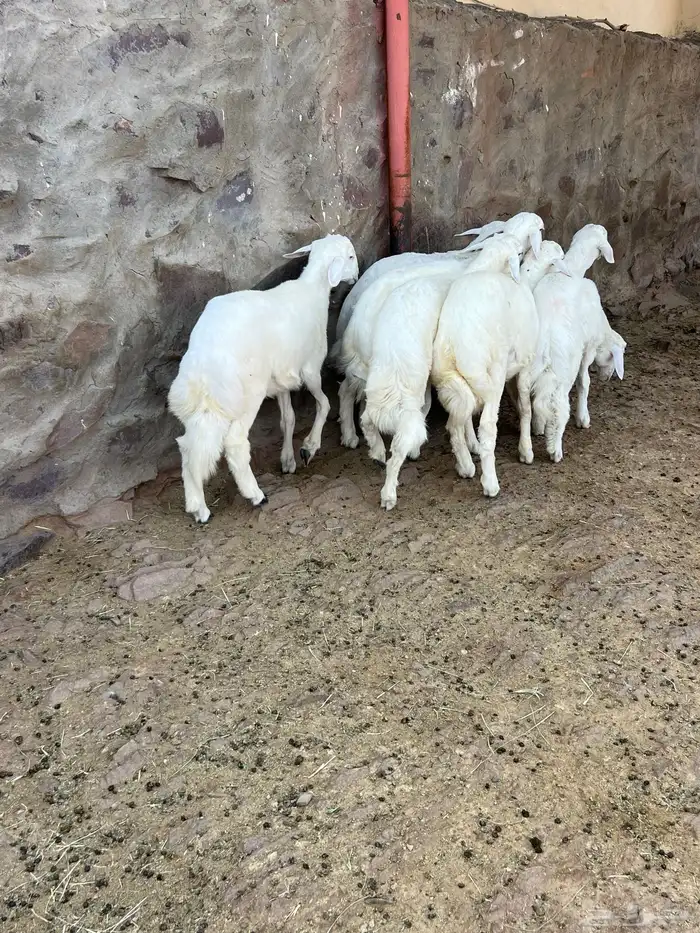 طليان 6