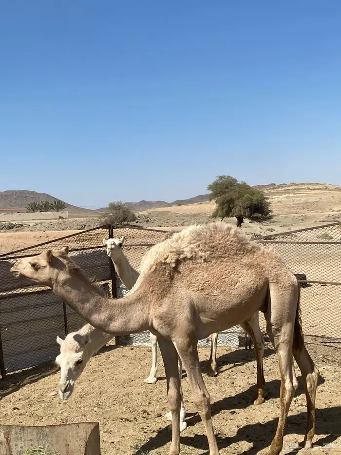 قعود للبيع طيب 1
