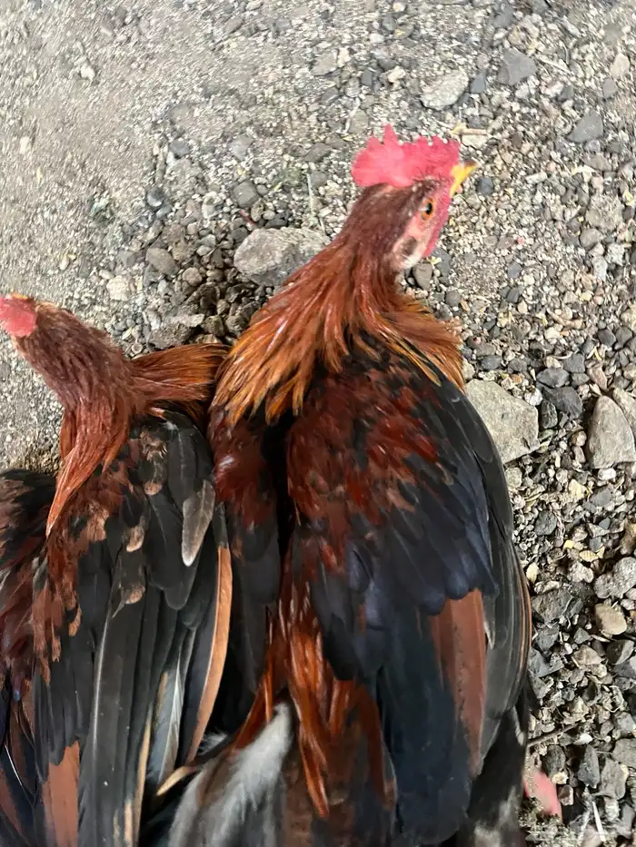 4ديكه عربي للبيع 5