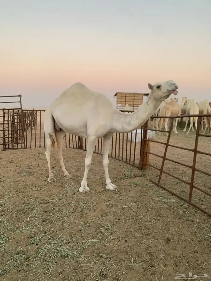 ناقه عشرا ام ثالث باتلية للبيع 4