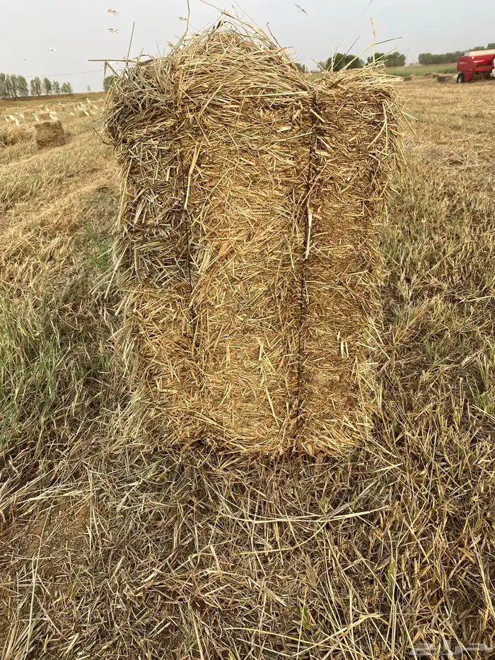 علف ر 0
