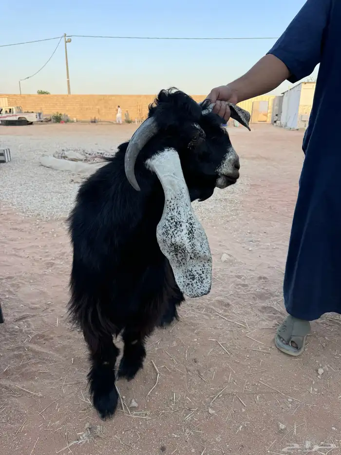 تيس عارضي صنف 0