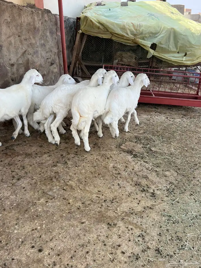 طليان 5