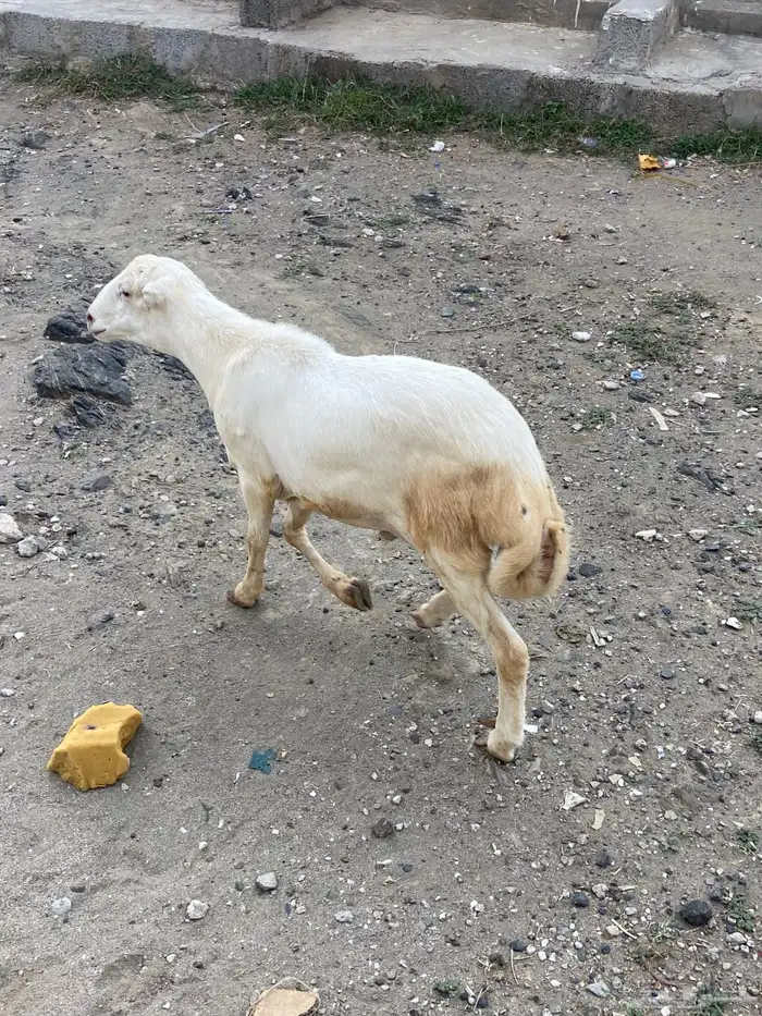 أعرض لكم كبش 0
