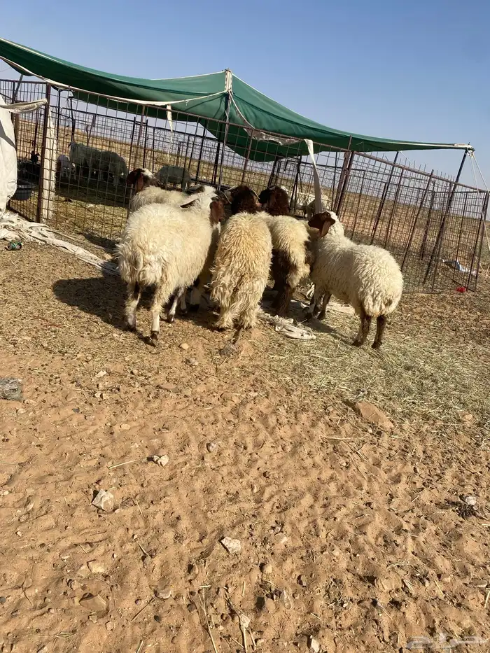 بهم نعيم جبر فواخر 1
