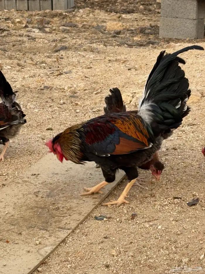 ديك عربي أكحل أفرق مقبع 7