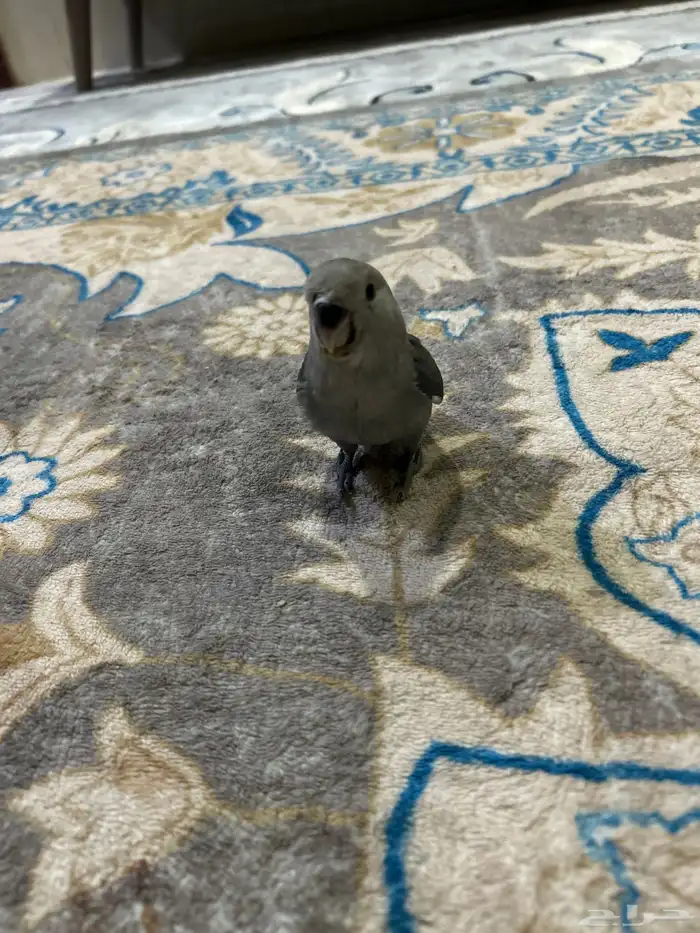 فرخ روز للبيع 0