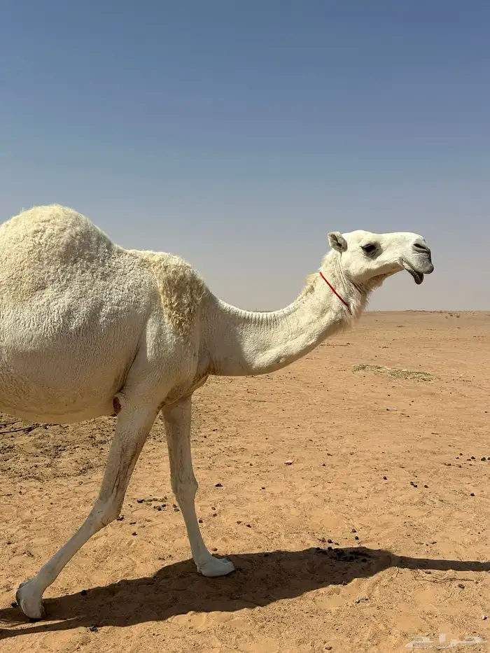 ناقه كفو لقحه 0
