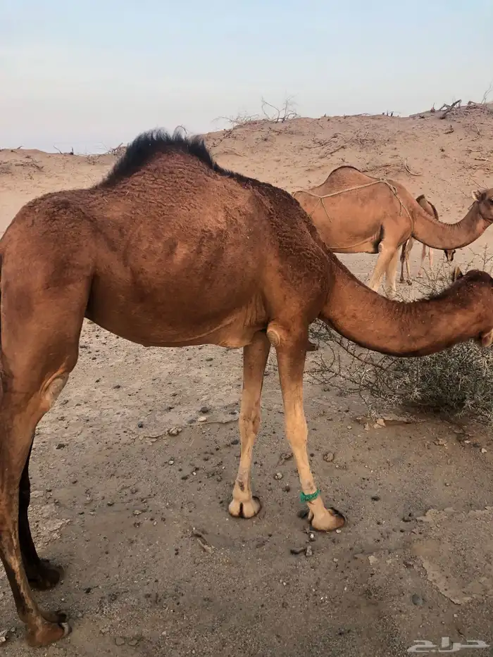 بكار سواحل حمر بكره جذعه وحده لقيه 0