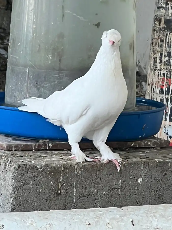 حمام لبناني 15