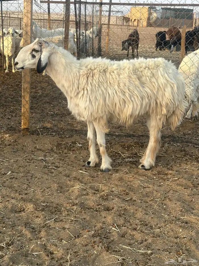 خروف فحل 1