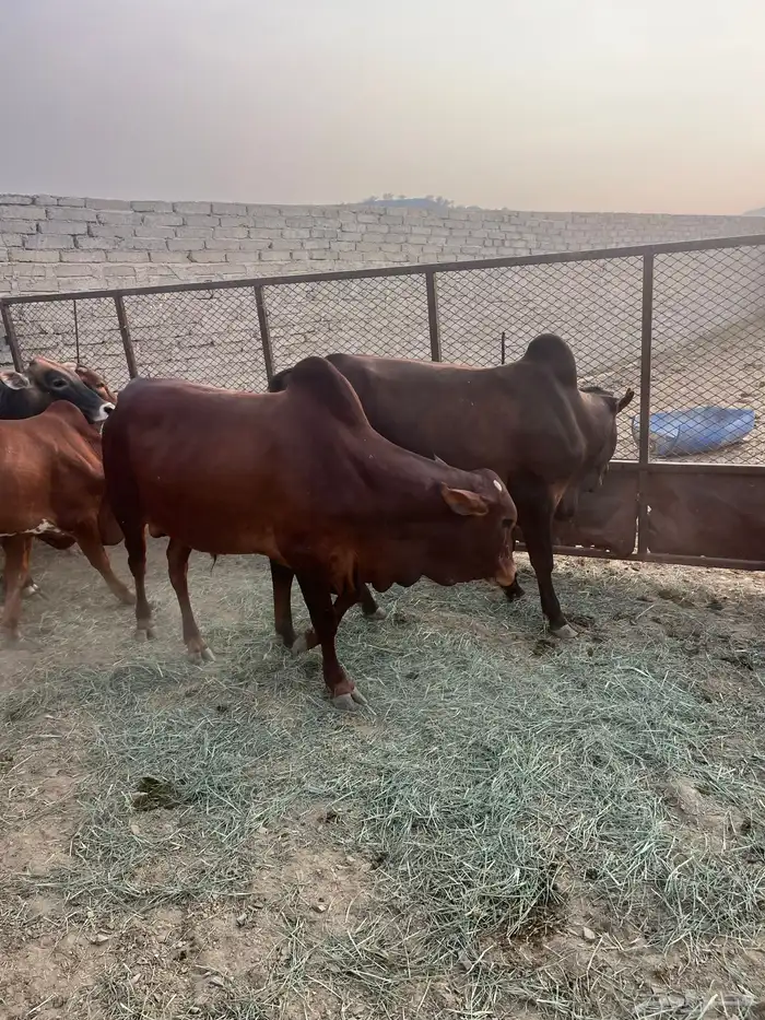 حسلان. بلدي. طيبه 0