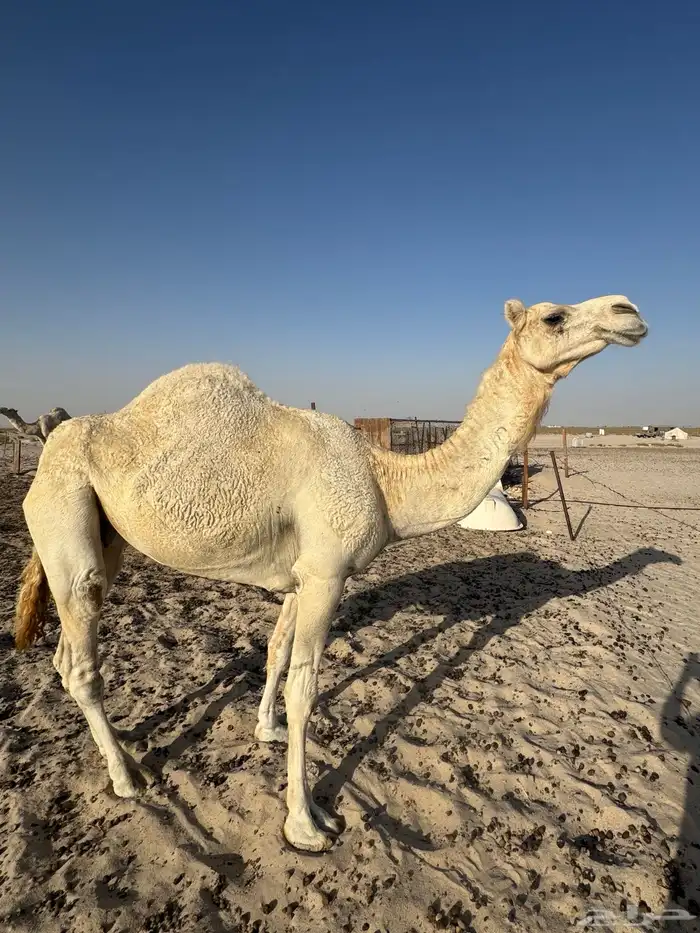 ناقه حايل للبيع 1