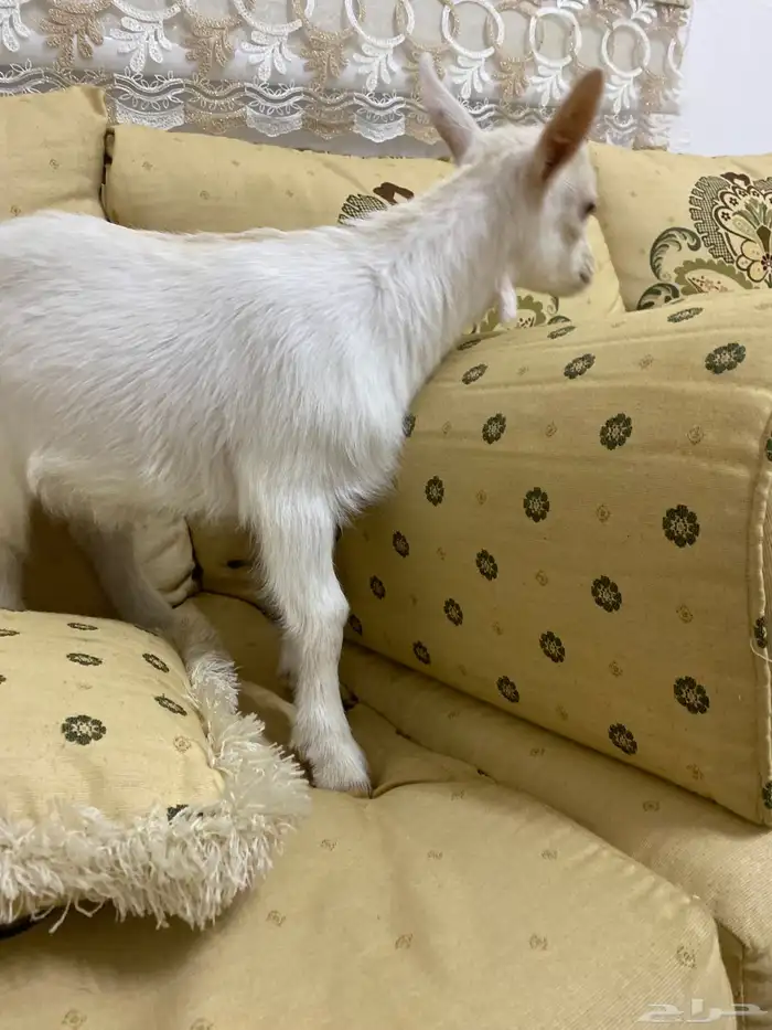 ماعز قزم تيس قزمي 5