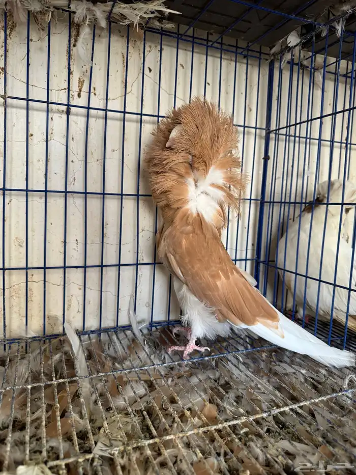 انثى جاكوبين للبيع 3