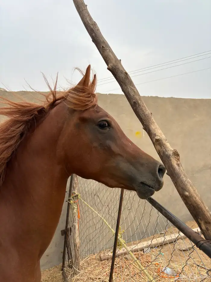 حصان شعبي من فواخر الشعبيات 9