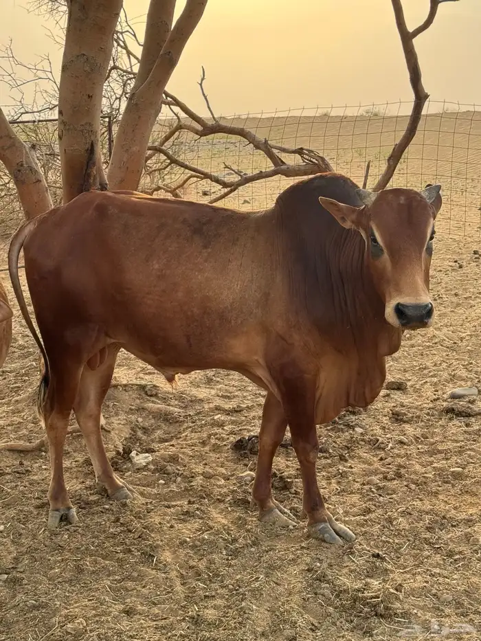 ثور 0
