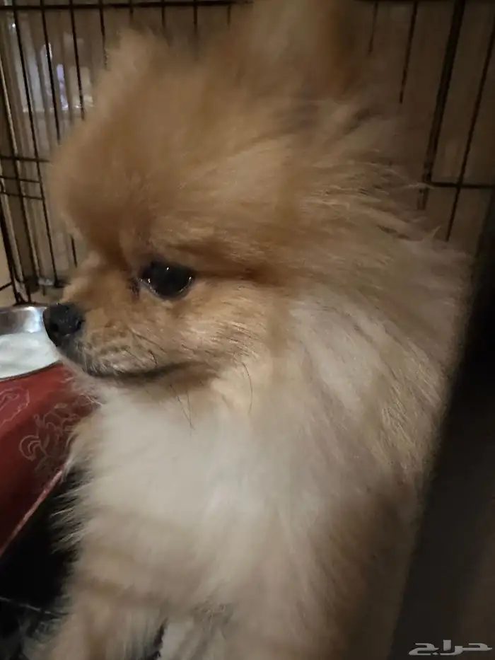 كلب بومرينيان 0