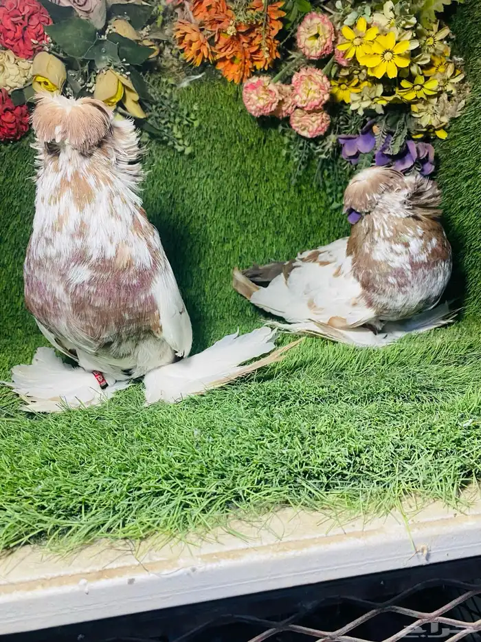 للبيع طبه بخاره اخر 3 ريش 7