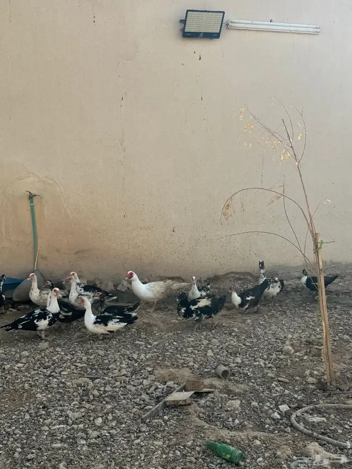 بط شهرمان او مسكوفي 0