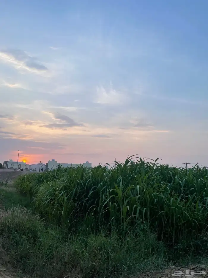 قصب أخضر للبيع 0
