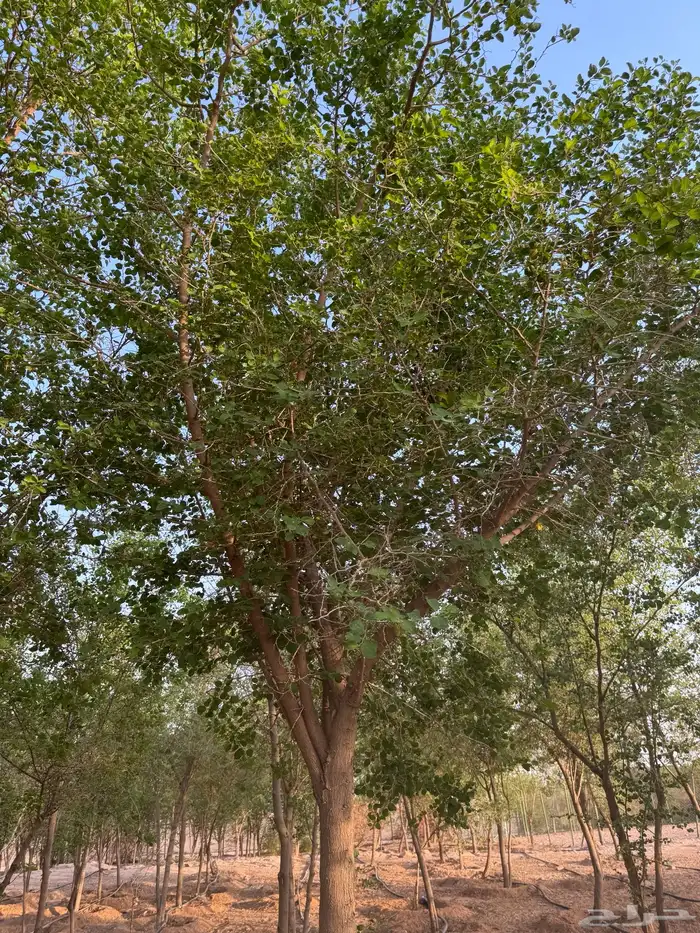 للبيع شجر سدر بلدي 2