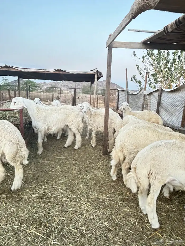 ذبايح حريه طليان و رخال 7