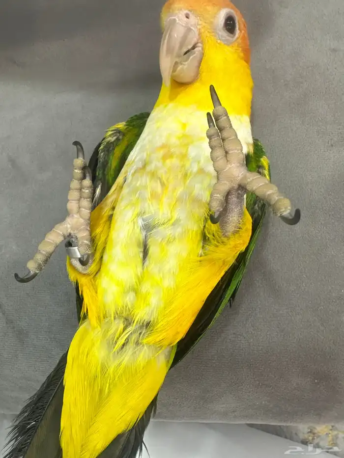 كايك وايت 0