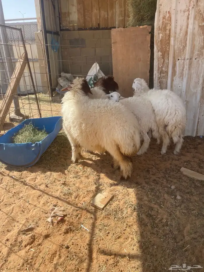 رخال للبيع 2 حريات 2 نعيم 3
