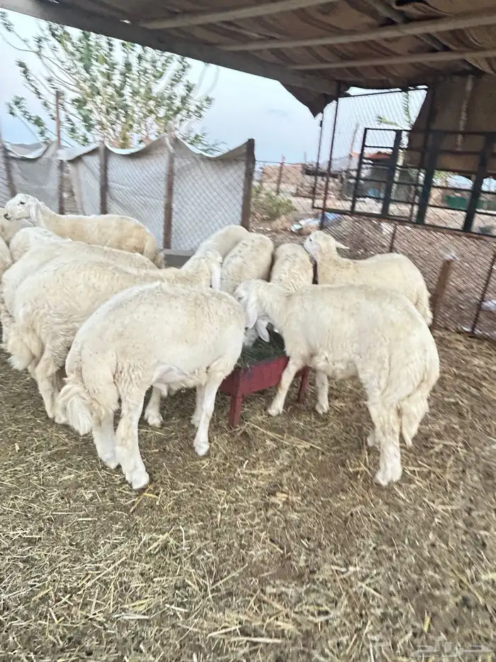 ذبايح حريه طليان و رخال 1