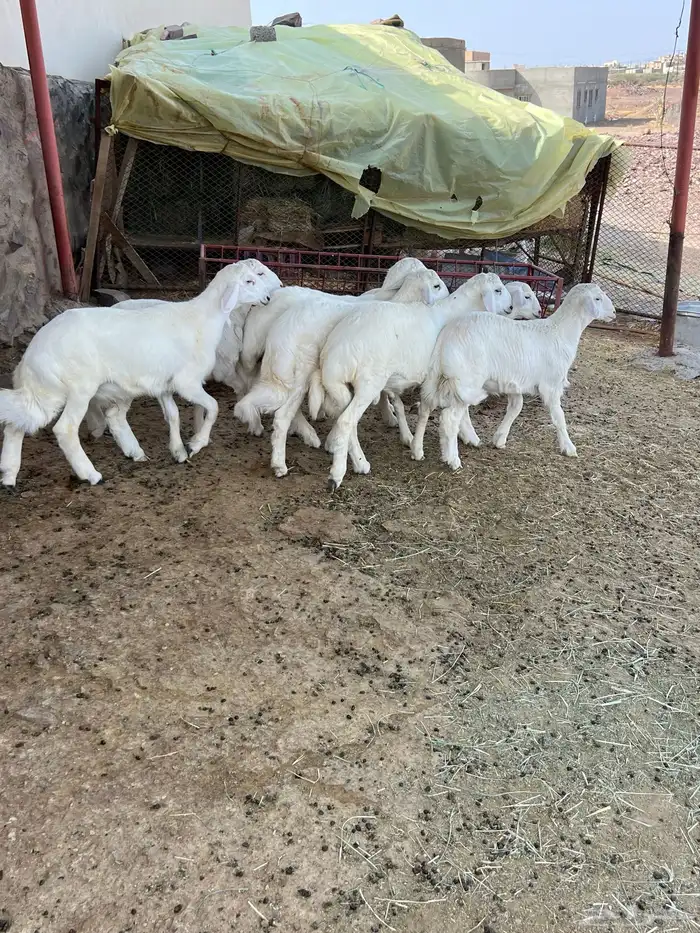 طليان 4