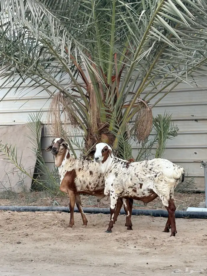 خرفان برابر 0