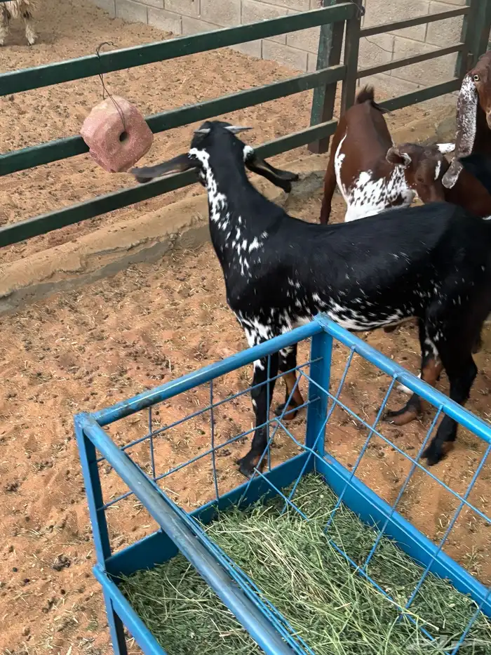 ذبايح طليان وتيوس وضأن حيل 2