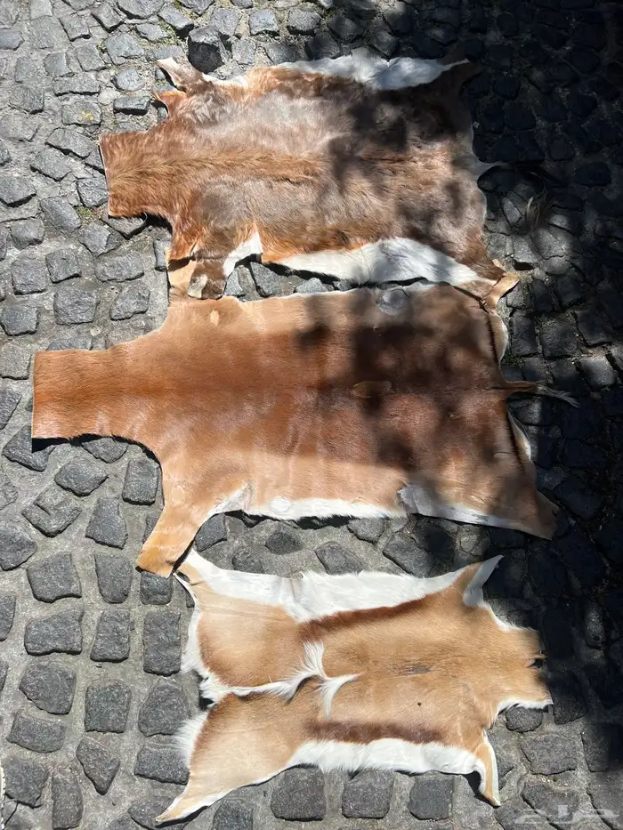 للبع جلود جلد غزلان غزال طبيعي يوجد حجمين صغير وكبير 0