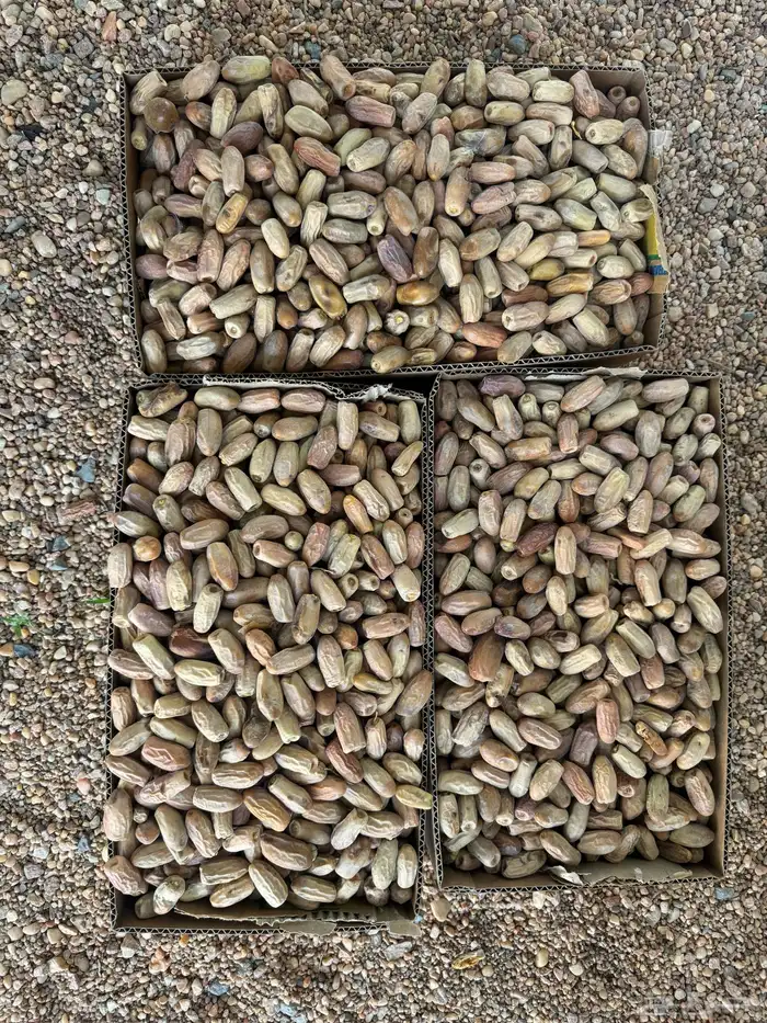 تمر نجران كفو 3