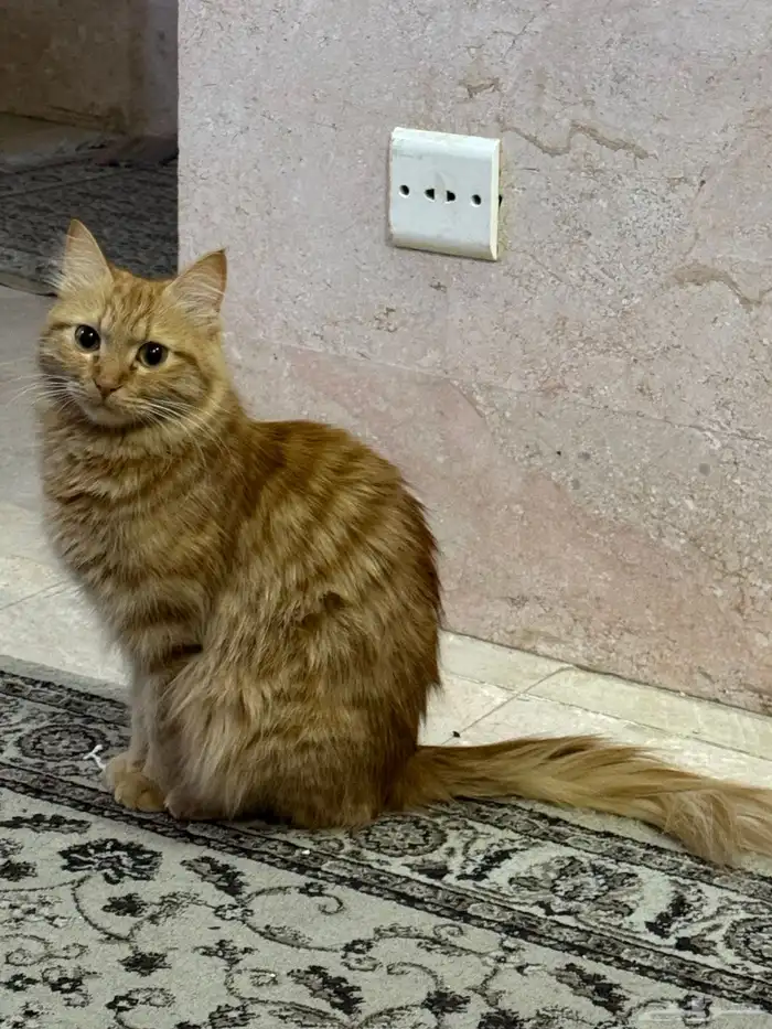 قط منزلي طويل الشعر. 0