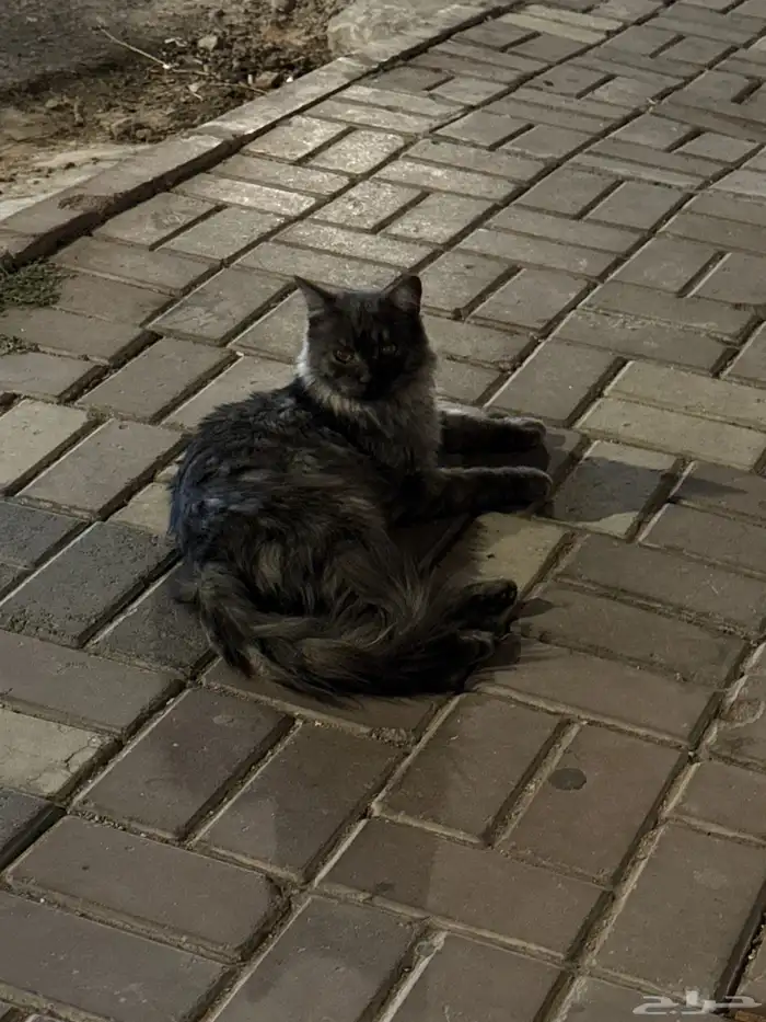 قطو ضايع 0