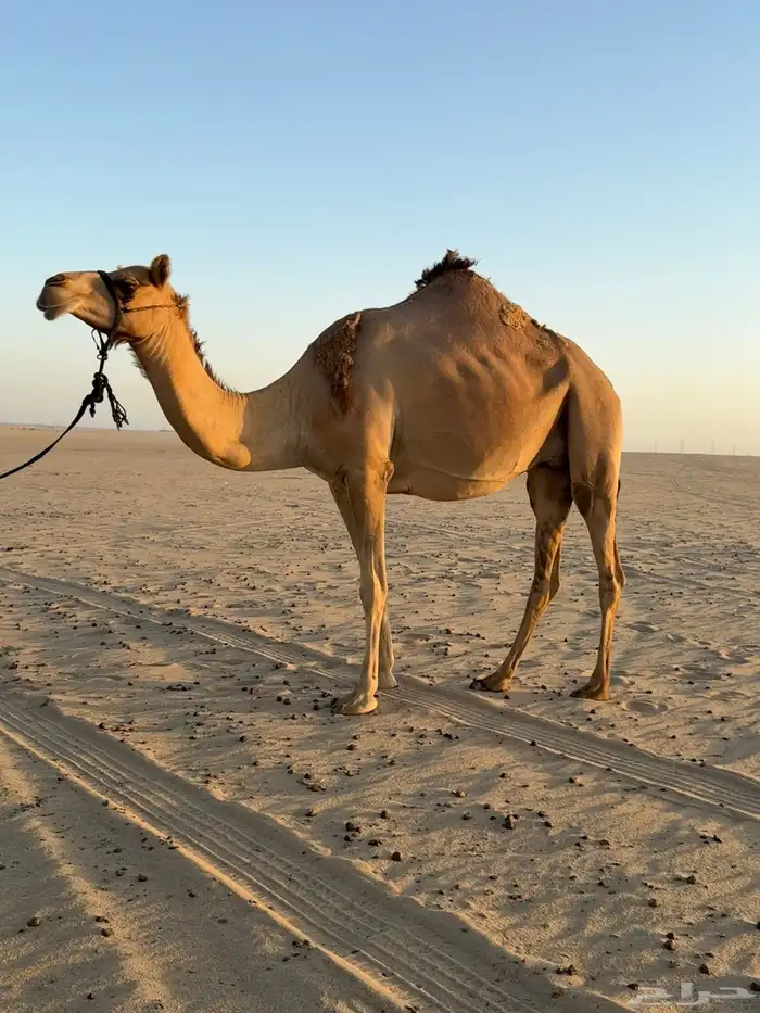 مهجنه صعود 1
