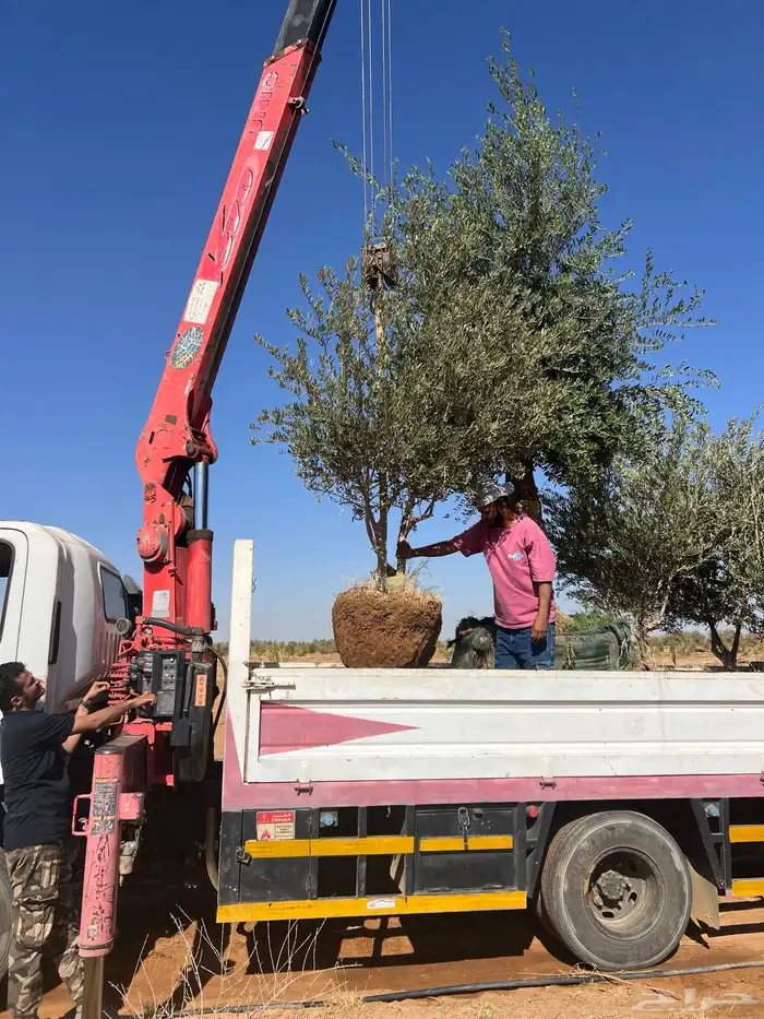 شجر زيتون مراكن وبدون مركن فاخر رقم واحد 8