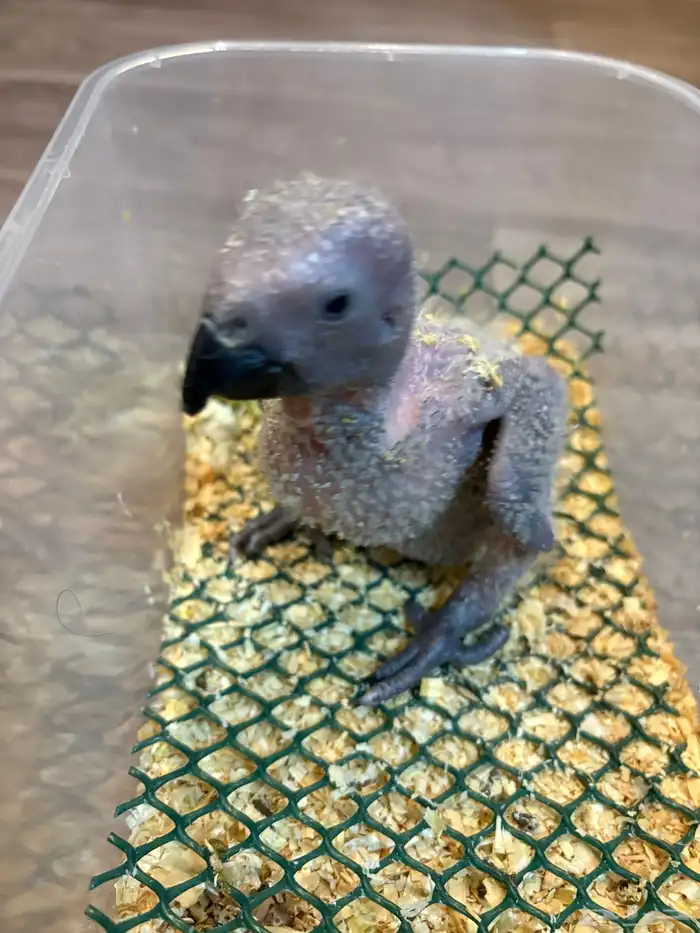 فرخ كاسكو تم البيع 1