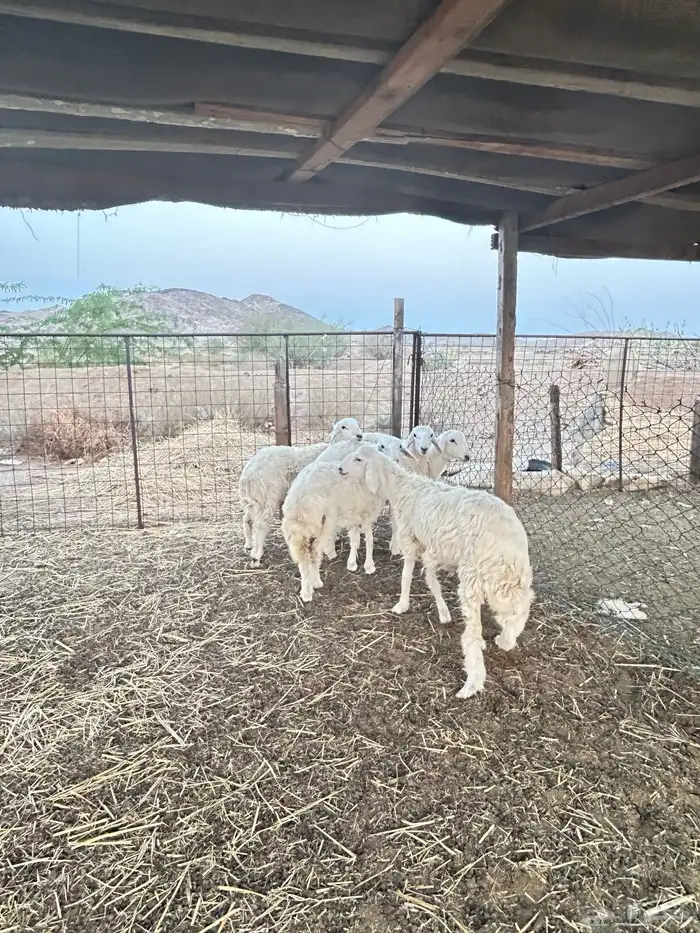 ذبايح حريه طليان و رخال 3