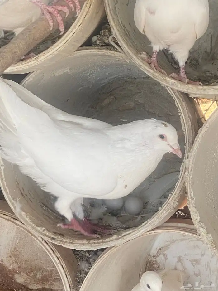 حمام فرنسي سوبر جامبو 2