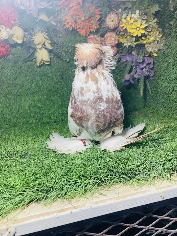 للبيع طبه بخاره اخر 3 ريش 9