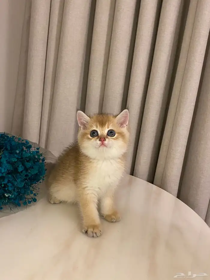 قطط للبيع 16