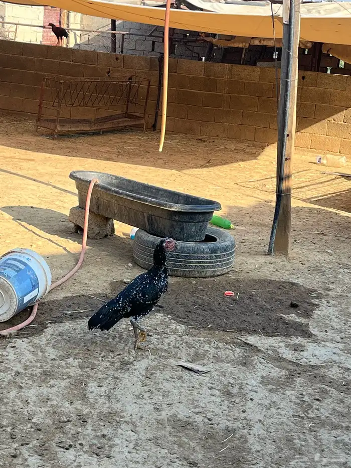 انثى سندي يبور صافي 2