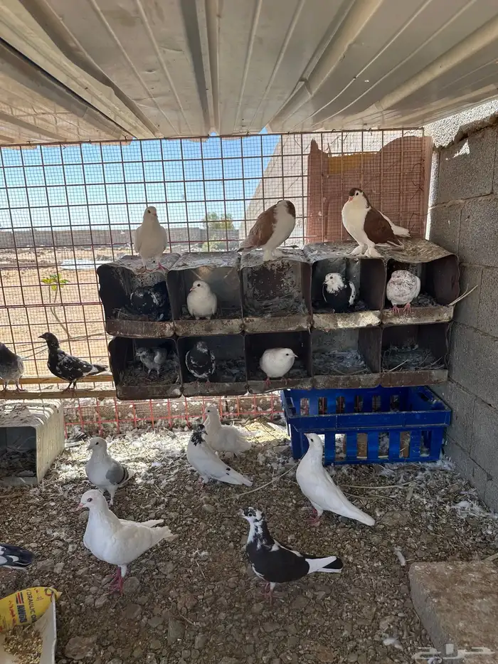حمام مشكل جميع انواعه فاخره 0