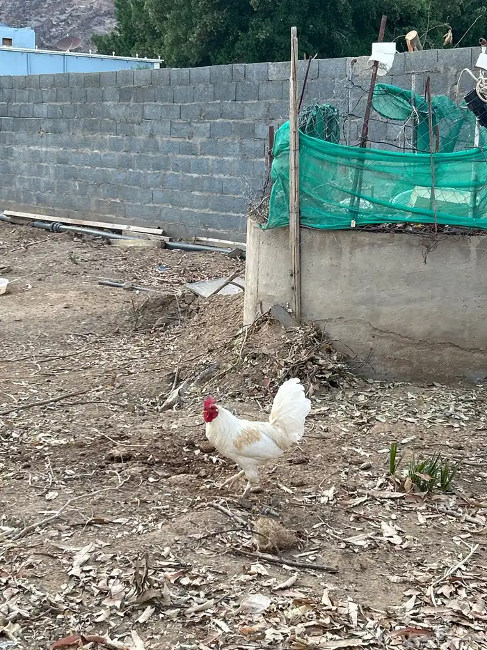 دجاج 2