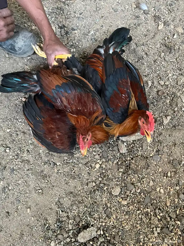 4ديكه عربي للبيع 4